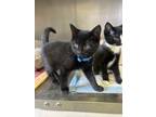 Adopt Kevin a All Black Domestic Shorthair / Domestic Shorthair / Mixed cat in
