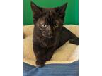 Adopt Easton a All Black Domestic Shorthair / Domestic Shorthair / Mixed cat in