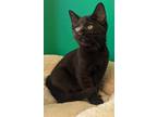 Adopt Earl a All Black Domestic Shorthair / Domestic Shorthair / Mixed cat in