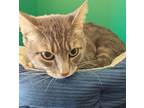 Adopt Roko a Gray or Blue Domestic Shorthair / Domestic Shorthair / Mixed cat in