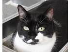 Adopt GLORY a All Black Domestic Shorthair / Domestic Shorthair / Mixed cat in