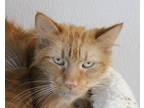 Adopt THOR a Orange or Red Domestic Longhair / Mixed cat in West Seneca
