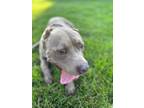 Adopt Simone a Tan/Yellow/Fawn American Pit Bull Terrier / Mixed dog in Kansas