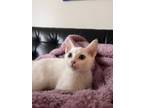 Adopt billie a White Domestic Shorthair (short coat) cat in Titusville