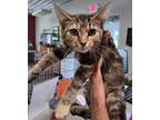 Adopt Junebug a Orange or Red Domestic Shorthair / Domestic Shorthair / Mixed