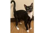 Adopt Missy aka Lulu a Black & White or Tuxedo Domestic Shorthair / Mixed cat in