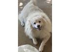 Adopt Rex a White Pomeranian / Pomsky dog in Loma Linda, CA (38941809)