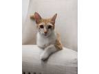 Adopt Ginger a Orange or Red Tabby Domestic Shorthair (short coat) cat in