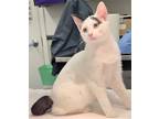 Adopt 655831 a White Domestic Shorthair / Domestic Shorthair / Mixed cat in