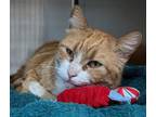 Adopt Jasper a Orange or Red Domestic Shorthair / Domestic Shorthair / Mixed cat