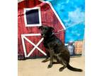 Adopt Rasco a Black German Shepherd Dog / Mixed dog in Anderson, SC (39073509)