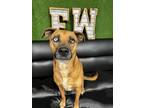 Adopt Luna a Brown/Chocolate American Pit Bull Terrier / Mixed dog in Fort
