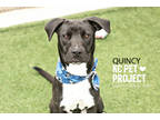 Adopt Quincy a Black Mixed Breed (Large) / Mixed dog in Kansas City