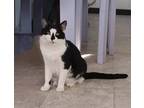 Adopt MariJane a All Black Domestic Shorthair / Domestic Shorthair / Mixed cat