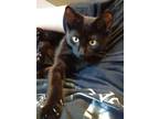Adopt Ajay KITTEN a All Black Domestic Shorthair / Mixed (short coat) cat in