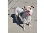 Adopt Billy a White - with Tan, Yellow or Fawn American Pit Bull Terrier / Mixed