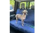 Adopt Django a Gray/Blue/Silver/Salt & Pepper Chinese Crested / Mixed dog in
