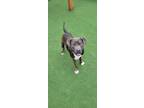 Adopt Ghost a Black American Pit Bull Terrier / Mixed dog in Shelby