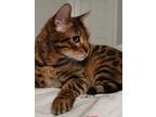 Adopt Casey a Brown or Chocolate (Mostly) Bengal / Mixed (short coat) cat in