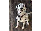 Adopt Zero a White - with Black Dalmatian / Mixed dog in Boise, ID (39063961)