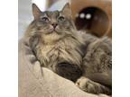 Adopt Carson a Domestic Shorthair / Mixed (long coat) cat in Heber