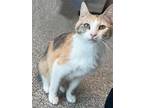 Adopt Chantel a Calico or Dilute Calico Domestic Shorthair / Mixed (short coat)