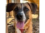 Adopt Zara a Red/Golden/Orange/Chestnut Mountain Cur / Mixed dog in Bryan