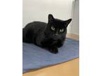 Adopt Bebe a All Black Domestic Shorthair / Domestic Shorthair / Mixed cat in