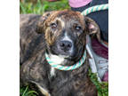 Adopt Felix a Brindle Mixed Breed (Medium) / Mixed dog in Greenwood