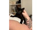 Adopt Makeda a All Black Domestic Mediumhair / Domestic Shorthair / Mixed cat in