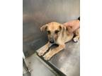 Adopt 54034340 a Tan/Yellow/Fawn German Shepherd Dog / Mixed dog in Fort Worth