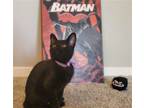 Adopt Barbara Gordon #Batman-litter a All Black Bombay / Mixed (short coat) cat