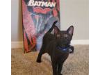 Adopt Dick Grayson #Batman-litter a All Black Bombay / Mixed (short coat) cat in