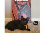 Adopt Tim Drake #Batman-litter a All Black Bombay / Mixed (short coat) cat in