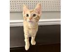 Adopt Gus #spunky-6-pack a Orange or Red Tabby Domestic Shorthair / Mixed (short