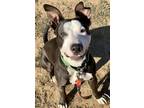 Adopt Tip Toe a Black American Pit Bull Terrier / Mixed dog in Eugene