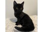 Adopt Fennec a All Black Domestic Shorthair / Mixed cat in Arden, NC (39047470)