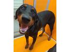 Adopt Cash a Doberman Pinscher / Mixed dog in Tulare, CA (39023329)
