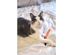 Adopt Louisa a Gray or Blue (Mostly) Domestic Shorthair / Mixed cat in