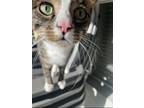 Adopt BMO a Tiger Striped Domestic Shorthair / Mixed (short coat) cat in
