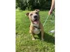 Adopt Ariel a American Pit Bull Terrier / Mixed dog in Birdsboro, PA (39015224)