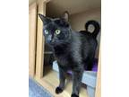 Adopt Boo (And Ravioli) a All Black Bombay / Domestic Shorthair / Mixed cat in