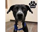 Adopt Grizzly a Black Mixed Breed (Large) / Mixed dog in Tangent, OR (39064779)