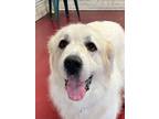 Adopt Hercules a White Great Pyrenees / Mixed dog in Webster, WI (39021267)