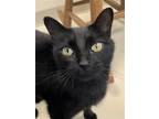 Adopt Belle a All Black Domestic Shorthair / Mixed (short coat) cat in Webster