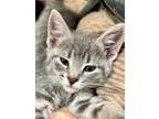 Adopt Vada a Gray or Blue Domestic Shorthair / Mixed (short coat) cat in