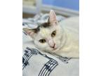 Adopt Rose a Gray or Blue (Mostly) Domestic Shorthair / Mixed (short coat) cat