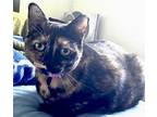 Adopt ZARA a Domestic Shorthair / Mixed (short coat) cat in Oakland Park