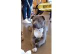 Adopt Fogger, Foster Needed!! a Gray/Blue/Silver/Salt & Pepper American Pit Bull