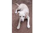 Adopt Izzy a Tan/Yellow/Fawn Labrador Retriever / Mixed dog in Spring